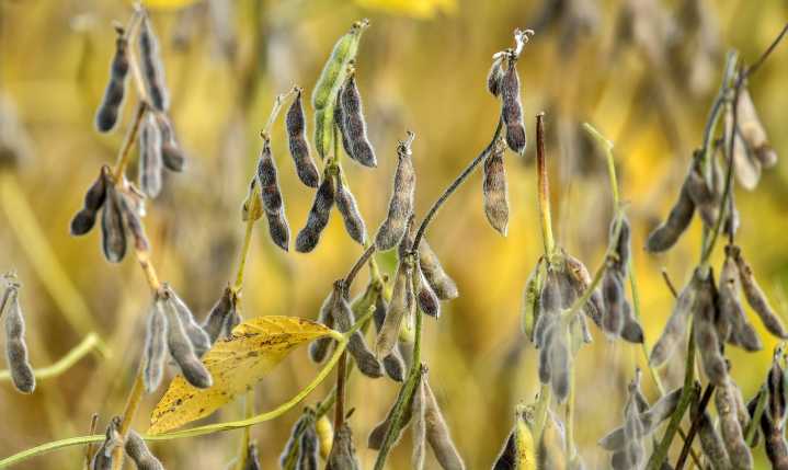 North Dakota soybean producers brace for trade war fallout