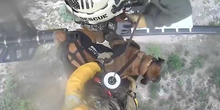 VIDEO: Watch: Dog rescued after falling down canyon in Arizona
