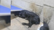 Devastating Image Of Dog ‘Pancaked’ To Floor In Fear Prompts New Jersey Rescue To Step In