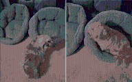 Hearts Break for Dog Staring at Empty Bed Beside Him After ‘Soulmate’ Dies