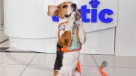 Homemade Vs Packaged Pet Food: What’s Better For Your Pet’s Health?