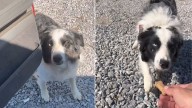 Kentucky Delivery Driver Finds Note On Package, Then Meets The Dog It Warned Him About