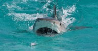Man attacked by shark twice drives himself to hospital for emergency surgery