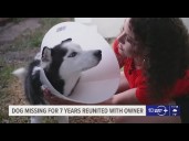 After 7 years, a dog is reunited with its owner in Tampa