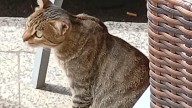 Este es "Piñolín", el gato callejero que tiene enamorado a medio Gijón: "Todos los vecinos le echan de comer"