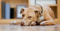 Dog owners urged to take important action before November 5