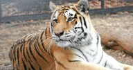 Kansas zoo's tiger euthanized due to declining health