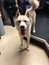Police seek owner of blue-eyed Husky found wandering in Robbinsville