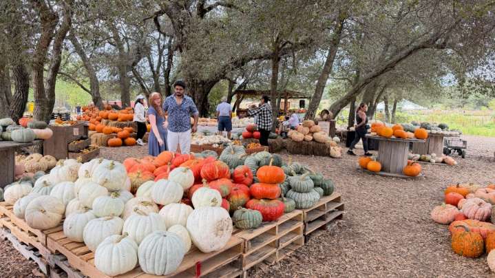 Harvest Fest, a fall favorite, returns to Julian Farm and Orchard