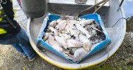Emergencia ambiental: ordenan cierre temporal de sitio en Caldas por muerte masiva de peces