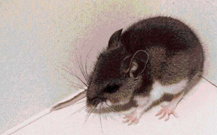 Deer mouse in local state park tests positive for hantavirus