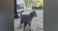 Cat rides 100 miles on roof of Pennsylvania family's van