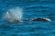 Southern right whales awe admirers in Patagonia after coming back from brink of extinction