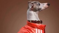 Gatos y perros ahora podrán ejercitarse con lo último en moda deportiva