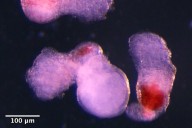 Científicos de Cambridge desarrollan modelos de embrión en laboratorio que producen células sanguíneas o "hematoides"