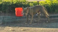 California Dog Left Behind By Moving Car Looks So Sad It Melts Rescuers’ Hearts