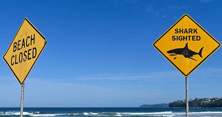 Man attacked by shark at tourist spot DROVE to hospital despite being bitten twice