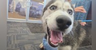 Pets on Set: Loki