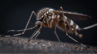 Tamil Nadu sounds dengue alarm: ‘Red Alert’ issued for Chennai, Tiruvallur, and Coimbatore