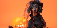 On Your Side: Halloween poses safety risks for pets, veterinarians warn