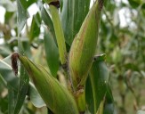 Mañana paro nacional de agricultores en 20 estados por bajos precios y exclusión de granos del T