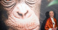 Adiós a Jane Goodall: Pionera en el estudio de chimpancés y defensora de sus hábitats, muere a los 91 años