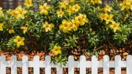 The Budget-Friendly Fence Alternative Using Items Already In Your Yard