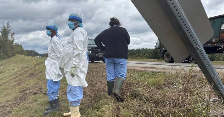 Search is on for 3 escaped monkeys after truck overturns on Mississippi highway