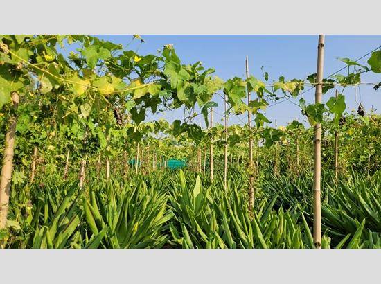 Medicinal black turmeric crop debuts in Chandigarh, farmer leads sustainable farming effort; Watch Video [ FULL VIEW ]