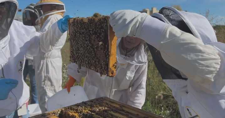 Colorado State University launches first honeybee veterinary science course
