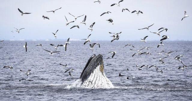 'Exceedingly rare': B.C. humpback's death may be first linked to whale