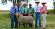 Egelabra Merino ram sale October 2025 Warren full results