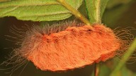 ¿Qué es la 'Oruga Peluche' y qué tan peligrosa es? Esto puede pasarte si tienes contacto con e...