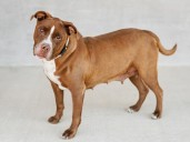 Longmont Humane Society Pet of the Week for Oct. 25, 2025