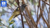 Endangered regent honeyeaters released in Hunter breeding effort