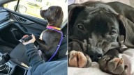 New York Foster Mom Learns Her Rescue Dog Has A Heart