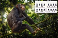 Chimps capable of evidence-based rational thought: study