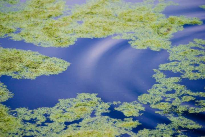 Mother charged after allegedly attempting to drown her three children in pond