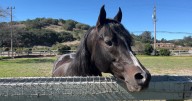 Arroyo Grande equestrian center gives back to Gifford Fire first responders