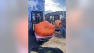 Half Moon Bay's world champion pumpkin weighs in at 2,346 pounds