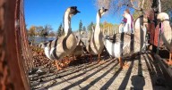 Bird flu confirmed in Gibson Park goose