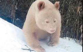 Captan por primera vez al único oso panda albino del mundo en libertad en China