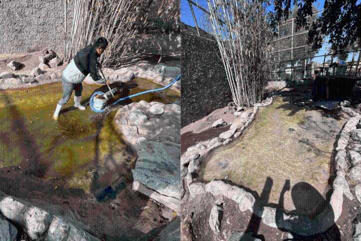 Ayuntamiento responde a denuncias por el cuidado de los animales en el Parque Morelos