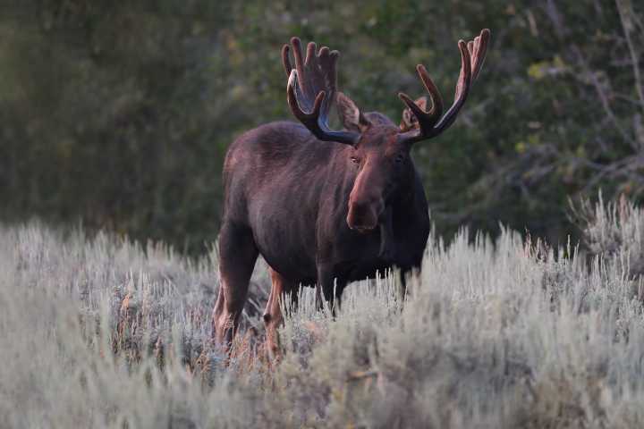 Greater Yellowstone Ecosystem study examines large mammals’ responses to heat