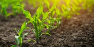 Crece la proyección de siembra de girasol