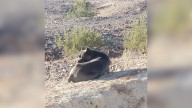 Cane Corso Found Dehydrated And Weak In California Desert Begins A New Life Across State Lines