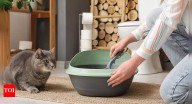 How to toilet train your pet: 7 easy tips for dogs and cats at home