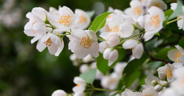 La planta que da flores, atrae mariposas, perfuma tu jardín y es ideal para la primavera