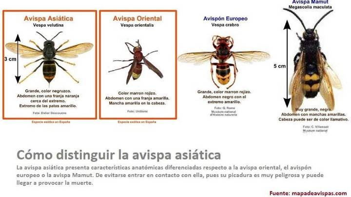 Los apicultores piden ayuda al Gobierno para luchar contra la avispa asiática