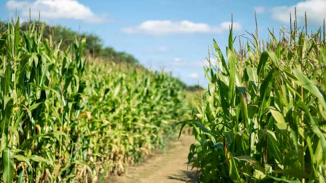 SC farm joins dozens of farms across North America with Lainey Wilson